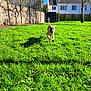 background, blue_sky, building, daylight, dog, fence, foreground, gate, grass, greenery, happy_dog, motion, outdoor, park, person, play, running, shadow, sunlight, tree