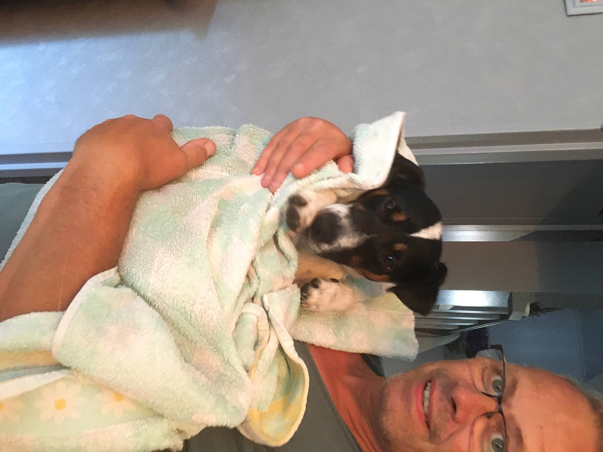 Lochy participe au concours pour gagner de l'argent avec cette photo : birth, boston_terrier, canidae, carnivore, companion_dog, dog, dog_breed, ear, fawn, head, puppy_love, skin