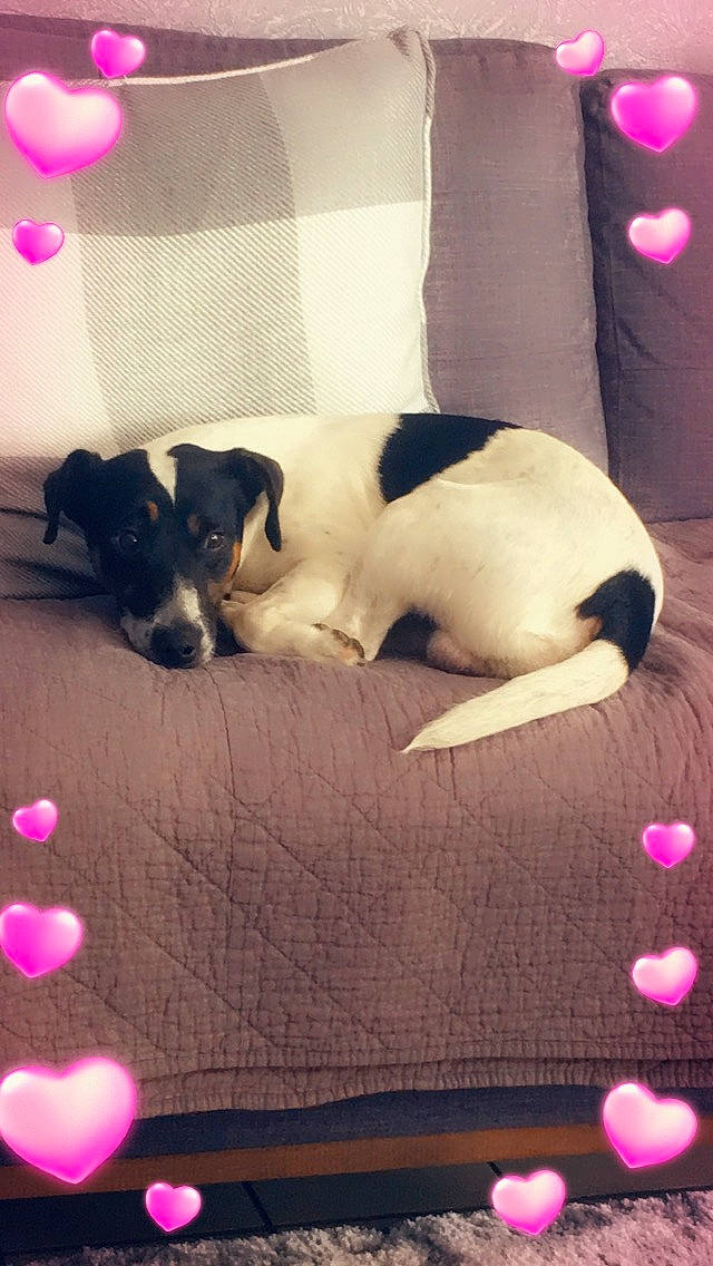 Lochy a rejoint le concours — aidez-le/la à gagner de superbes lots ! canidae, carnivore, companion_dog, dog, dog_breed, fox_terrier, jack_russell_terrier, mammal, parson_russell_terrier, puppy, rat_terrier, ratonero_bodeguero_andaluz, russell_terrier, smooth_fox_terrier