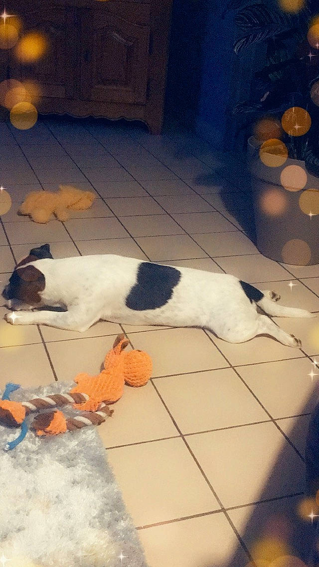 Lochy a rejoint le concours — aidez-le/la à gagner de superbes lots ! canidae, carnivore, companion_dog, dog, dog_breed, floor, fox_terrier, jack_russell_terrier, pointer, ratonero_bodeguero_andaluz, smooth_fox_terrier, sporting_group, tail, tile