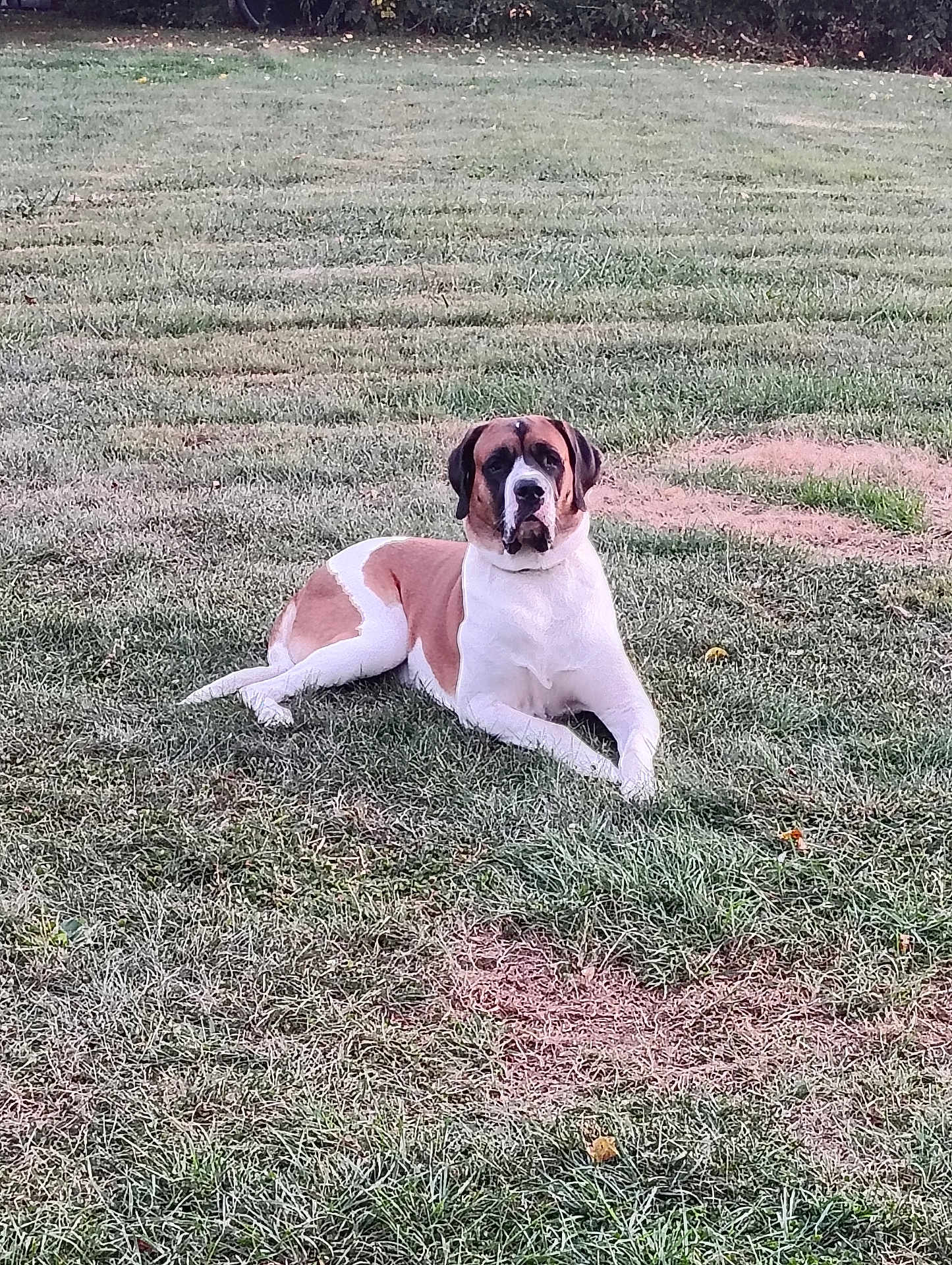 Zeus is registered to the contest to win money with this photo: dog, canine, outdoor, grass, lawn, pet, animal, lying_down, brown_and_white, relaxed, nature, field, summer, daytime, mammal, fur, watching, quiet, calm, resting