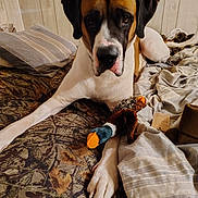 Zeus is registered to the contest to win money with this photo: dog, bed, blanket, toy, plush, indoor, wooden_wall, paw, lying_down, brown, white, pet, animal, comfort, relaxation, striped_pillow, cozy, calm, looking_at_camera