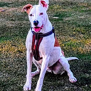 Jimmy Jam joined the competition — help win amazing prizes! animal, brown_markings, canine, daylight, dog, floppy_ears, front_view, grass, happy, harness, lawn, leash, outdoors, park, pet, portrait, sitting, smiling, upright_ears, white_dog