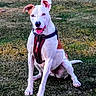 animal, brown_markings, canine, daylight, dog, floppy_ears, front_view, grass, happy, harness, lawn, leash, outdoors, park, pet, portrait, sitting, smiling, upright_ears, white_dog