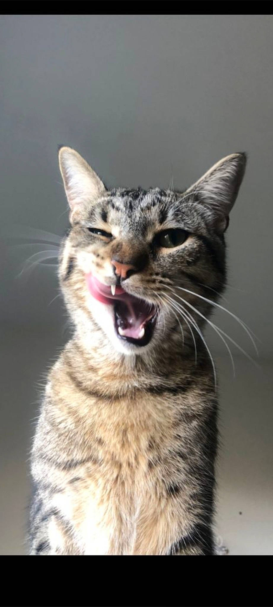 Bull participe au concours pour gagner de l'argent avec cette photo : carnivore, cat, claw, domestic_short_haired_cat, door, eye, fang, felidae, fur, head, lynx, paw, small_to_medium_sized_cats, snout, tail, terrestrial_animal, whiskers, wildlife, yawn