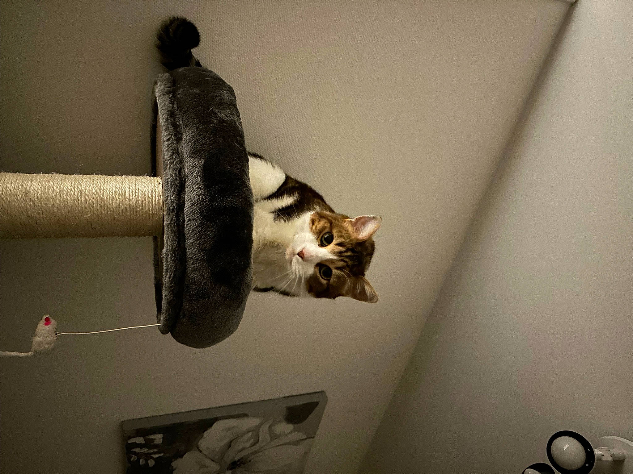 Masta participe au concours pour gagner de l'argent avec cette photo : carnivore, cat, cat_supply, ceiling, domestic_short_haired_cat, door, felidae, fur, grey, metal, pet_supply, room, shadow, shelf, shelving, small_to_medium_sized_cats, still_life_photography, tail, whiskers, wood