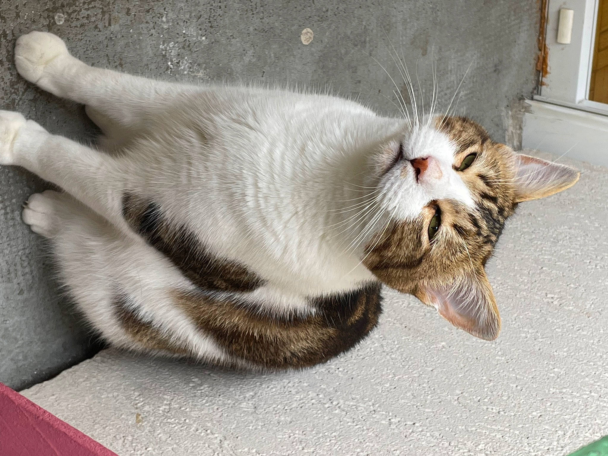 Masta a rejoint le concours — aidez-le/la à gagner de superbes lots ! carnivore, cat, cat_supply, claw, comfort, domestic_short_haired_cat, fang, felidae, fur, grey, nap, paw, small_to_medium_sized_cats, tail, terrestrial_animal, whiskers, window, yawn