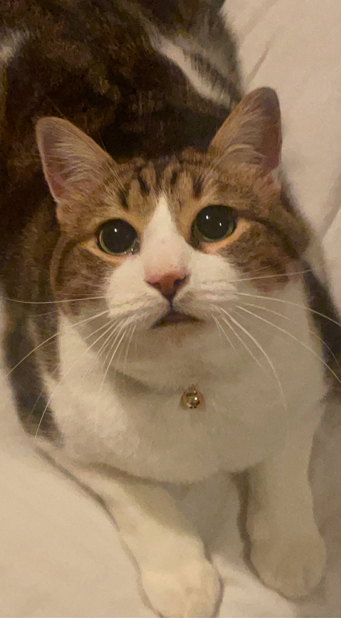 Masta participe au concours pour gagner de l'argent avec cette photo : carnivore, cat, domestic_short_haired_cat, door, eyelash, felidae, fixture, fur, photo_caption, small_to_medium_sized_cats, snout, terrestrial_animal, tree, whiskers, window