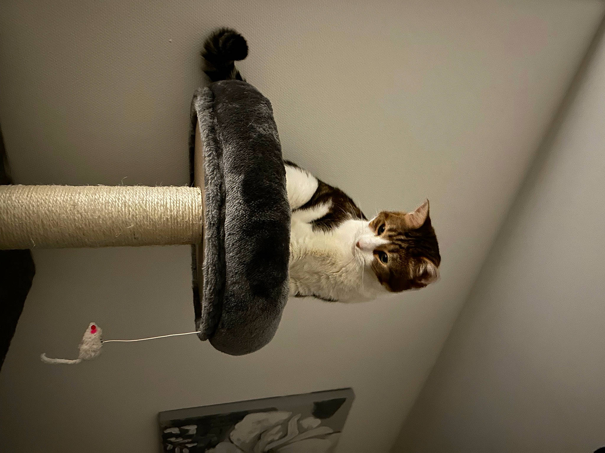 Masta participe au concours pour gagner de l'argent avec cette photo : carnivore, cat, ceiling, domestic_short_haired_cat, door, felidae, flooring, fur, grey, light_fixture, metal, pet_supply, room, shelf, small_to_medium_sized_cats, still_life_photography, tail, twig, whiskers, wood