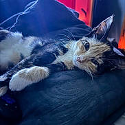 Hela joined the competition — help win amazing prizes! animal, bedroom, blanket, calico, cat, closeup, comfort, cozy, domestic_animal, ears, feline, fur, household, indoor, pet, relaxed, resting, sleepy, soft_light, whiskers