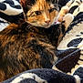 Hela is registered to the contest to win money with this photo: animal, blanket, calico_cat, cat, closeup, comfort, cozy, cute, cute_pet, ears, eyes, feline, fur, indoor, pet, relaxed, resting, soft, warm, whiskers