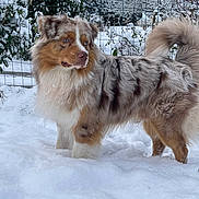 Taïko a rejoint le concours — aidez-le/la à gagner de superbes lots ! animal, australian_shepherd, background, canine, cold, daylight, dog, fence, fluffy, fur, garden, landscape, looking_away, nature, outdoor, pet, snow, trees, walking, winter