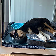 Birdie is registered to the contest to win money with this photo: animal, bed, black_and_tan, blanket, comfortable, cozy, crate, cute, dog, domestic, floor, fur, indoor, paw, pet, puppy, resting, sleeping, toy, water_bowl