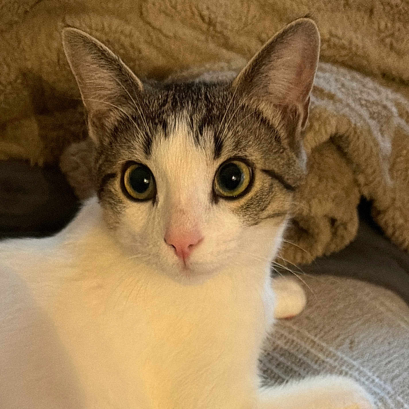 Diégo a rejoint le concours — aidez-le/la à gagner de superbes lots ! cat, animal, pet, close_up, face, white_fur, tabby, ears, eyes, nose, whiskers, blanket, cozy, indoor, feline, fur, cute, curious, resting, soft