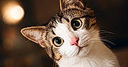 Diégo participe au concours pour gagner de l'argent avec cette photo : adorable, animal, background_blur, cat, closeup, curious, cute, domestic_animal, ears, eyes, feline, fur, head_tilt, indoor, mammal, nose, pet, portrait, soft_light, whiskers