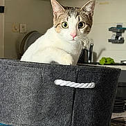 Diégo a rejoint le concours — aidez-le/la à gagner de superbes lots ! cat, tabby, white, basket, felt, curious, indoor, kitchen, eyes, pet, animal, household, table, domestic, feline, container, closeup, whiskers, pink_nose, background