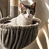 Diégo a rejoint le concours — aidez-le/la à gagner de superbes lots ! animal, cat, cat_tree, comfort, cozy, curious, cute, ears, feline, fur, hammock, home, indoor, light, pet, pink_nose, relaxed, shadow, soft, whiskers