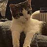 Diégo participe au concours pour gagner de l'argent avec cette photo : cat, tabby_cat, white_cat, pet, animal, feline, indoor, blanket, soft_texture, relaxed, paws, curious, fur, resting, cozy, chair, home, domestic, mammal, cute