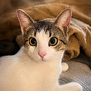 Diégo a rejoint le concours — aidez-le/la à gagner de superbes lots ! animal, blanket, cat, close_up, cozy, curious, cute, ears, feline, indoor, pet, pink_nose, portrait, resting, soft_texture, tabby, warm_lighting, whiskers, white_fur, wide_eyes