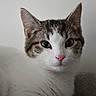 cat, close_up, pet, animal, feline, whiskers, pink_nose, white_fur, tabby, ears, indoor, portrait, cute, resting, soft_texture, curious, face, domestic_cat, young_cat, looking