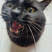 Salem participe au concours pour gagner de l'argent avec cette photo : alert, animal, black_cat, cat, close_up, closeup, curious, expression, eyes, face, feline, fur, indoor, mouth_open, pet, portrait, teeth, tile_floor, tongue, whiskers