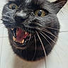alert, animal, black_cat, cat, close_up, closeup, curious, expression, eyes, face, feline, fur, indoor, mouth_open, pet, portrait, teeth, tile_floor, tongue, whiskers