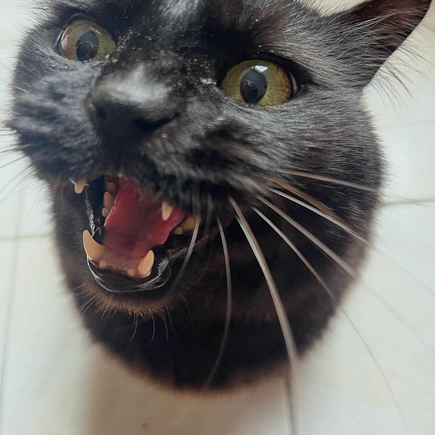 Salem