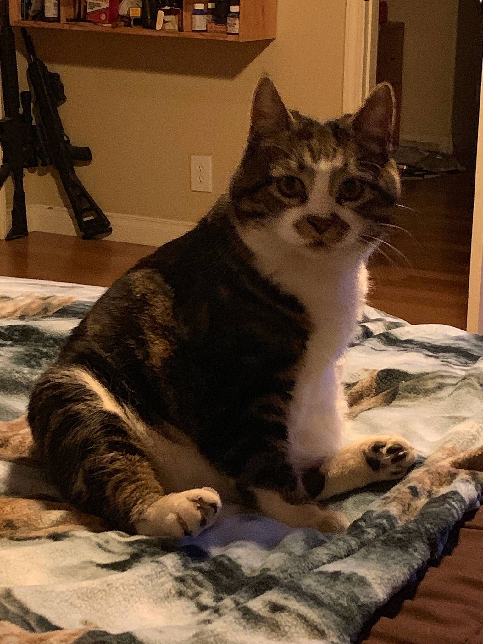 Kody is registered to the contest to win money with this photo: aegean_cat, american_shorthair, american_wirehair, asian, carnivore, cat, domestic_short_haired_cat, european_shorthair, felidae, fur, kitten, mammal, small_to_medium_sized_cats, tabby_cat, tail, whiskers