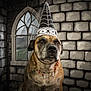 Winifred is registered to the contest to win money with this photo: animal, black_veil, brick_wall, brown_dog, costume, cute, decor, dog, facing_forward, funny, gothic, halloween, indoor, necklace, pet, portrait, serious, spiders, window, witch_hat