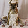 Winifred joined the competition — help win amazing prizes! apron, baking, baking_powder, brown_dog, cake, chef_hat, cookies, costume, cute, dog, flour, food, funny, indoor, pet, portrait, props, still_life, studio, sugar