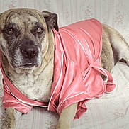 Winifred joined the competition — help win amazing prizes! animal, closeup, comfort, couch, dog, domestic_animal, ears, expression, fabric, fur, indoor, laying, mammal, nose, paw, pet, pink, portrait, relaxed, robe