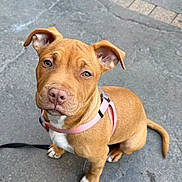 Nala a rejoint le concours — aidez-le/la à gagner de superbes lots ! puppy, dog, pet, brown_fur, pink_harness, sitting, looking_up, outdoor, concrete, leash, cute, animal, young_dog, ears, tail, white_paws, close_up, adorable, friendly, companion