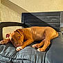 Nala a rejoint le concours — aidez-le/la à gagner de superbes lots ! puppy, dog, brown_dog, cushion, chair, sunlight, shadow, relaxed, pet, animal, indoors, resting, paw, fur, nose, ears, floor, wall, comfort, cute