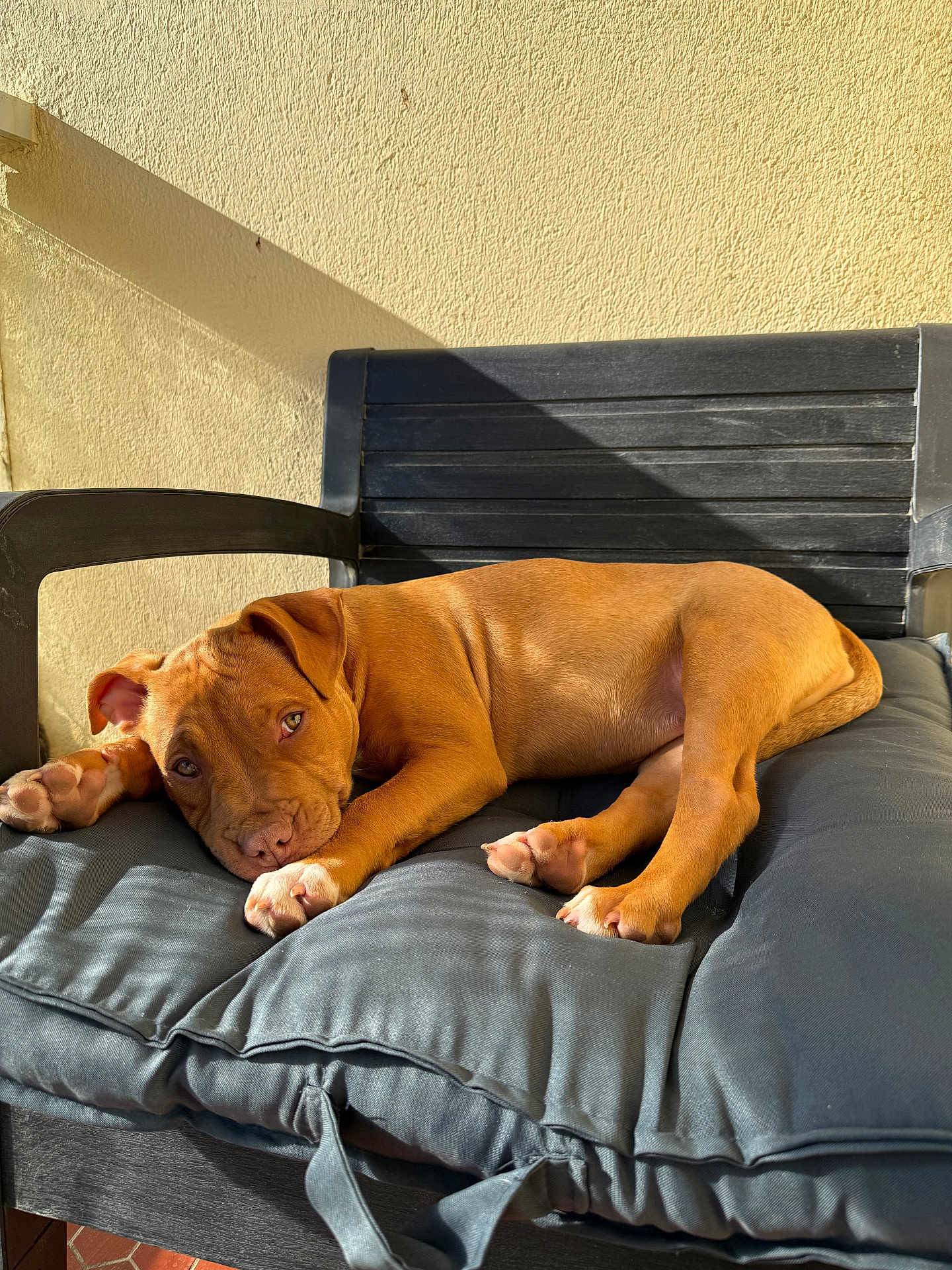 Nala