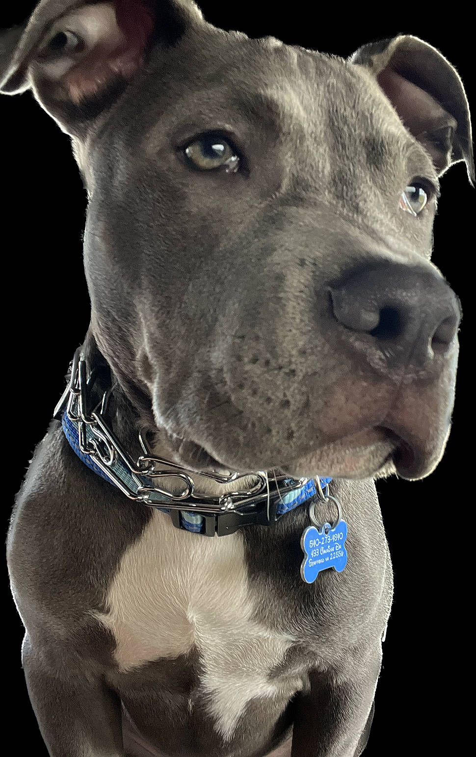 Baloo joined the competition — help win amazing prizes! canidae, carnivore, collar, companion_dog, dog, dog_breed, dog_collar, dog_supply, electric_blue, fashion_accessory, fawn, fur, leash, liver, pet_supply, snout, sporting_group, whiskers, working_animal