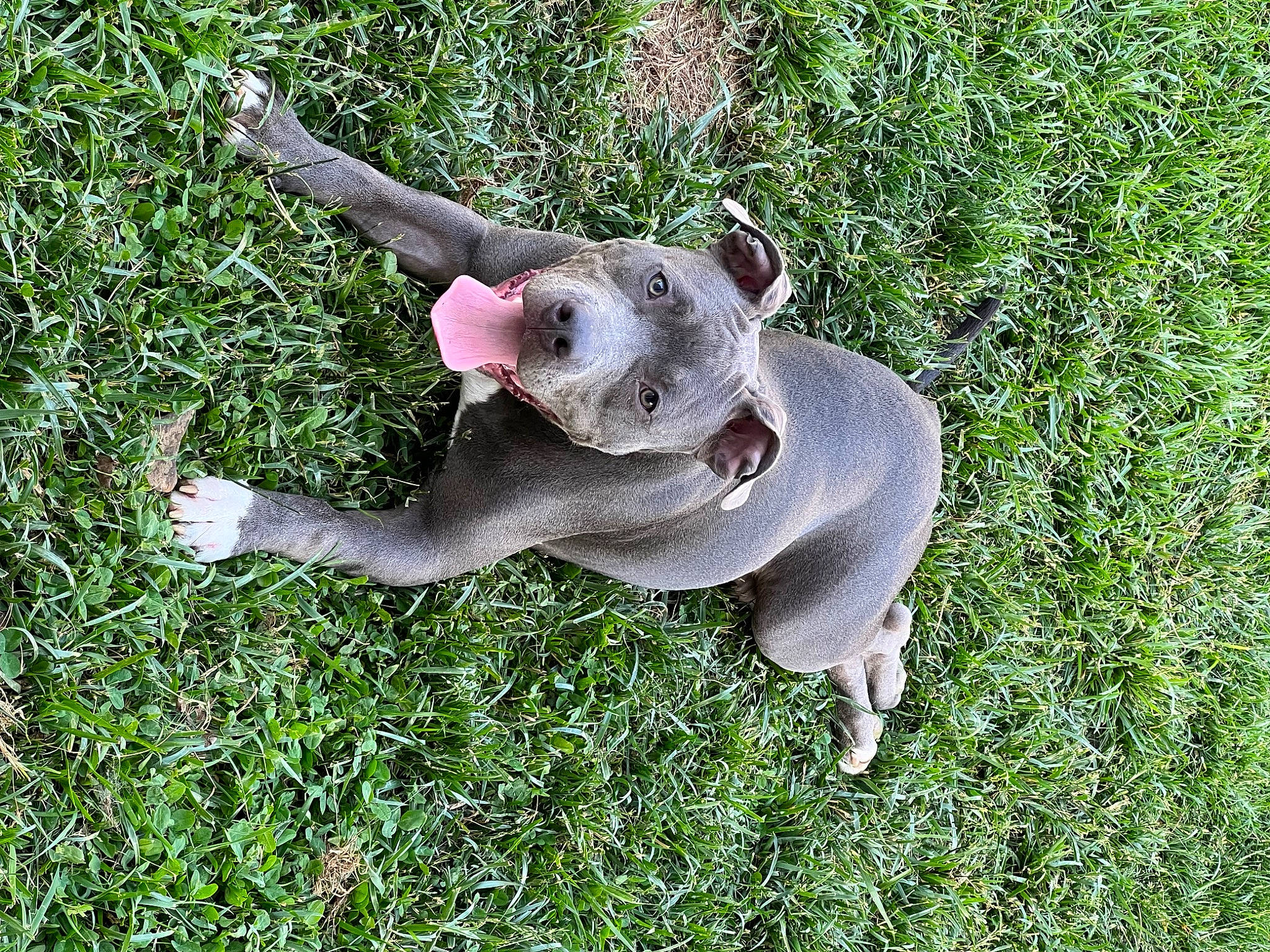 Baloo is registered to the contest to win money with this photo: canidae, carnivore, companion_dog, dog, dog_breed, grass, grassland, groundcover, herbaceous_plant, non_sporting_group, pasture, paw, puppy, tail, terrestrial_animal, working_animal