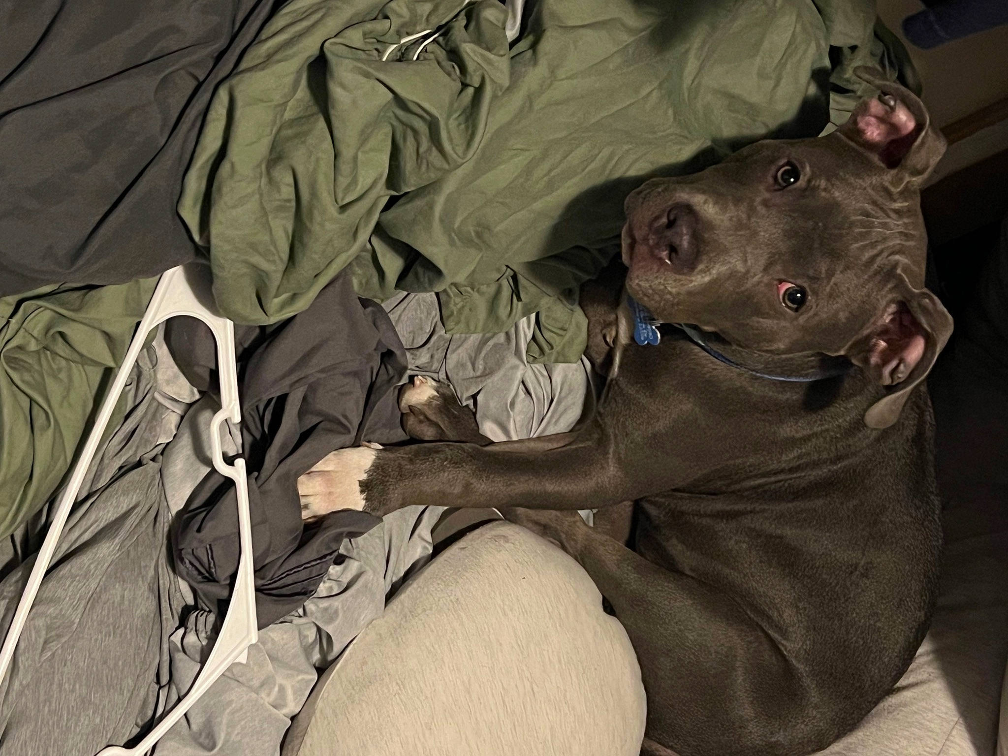 Baloo joined the competition — help win amazing prizes! camouflage, canidae, car_seat, carnivore, comfort, companion_dog, dog, dog_breed, fawn, grey, guard_dog, human_leg, military_camouflage, monochrome_photography, pattern, personal_protective_equipment, sitting, snout, sporting_group, whiskers