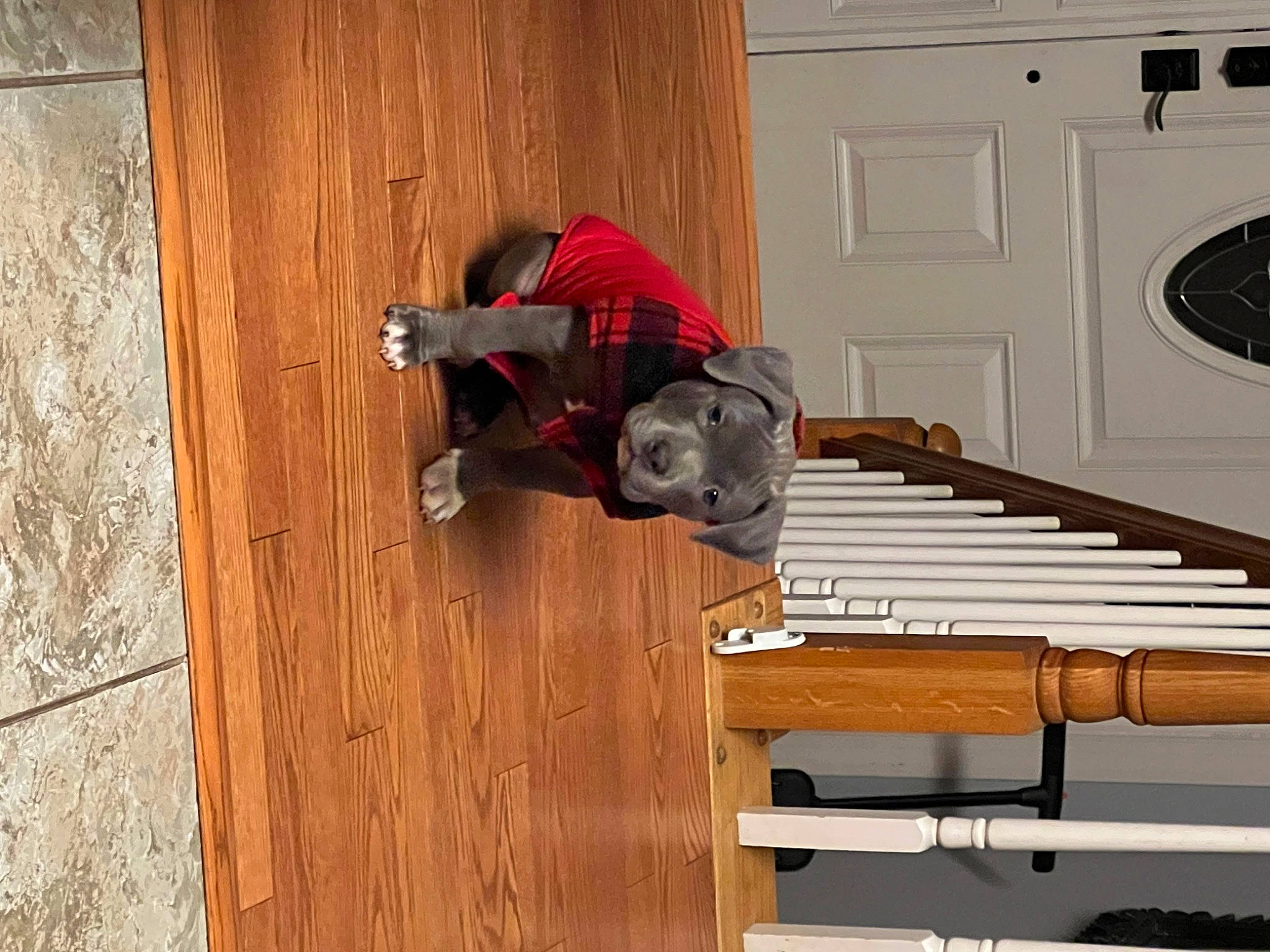 Baloo is registered to the contest to win money with this photo: bench, door, flooring, hardwood, home_door, idiophone, jeans, lumber, pattern, plank, plywood, room, stairs, varnish, walking_shoe, wood, wood_flooring, wood_stain