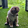 puppy, dog, grass, outdoor, pet, young, fur, cute, sitting, collar, nature, animal, green, fluffy, adorable, canine, background, daylight, portrait, domestic