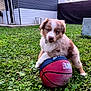 puppy, dog, basketball, grass, outdoor, playing, pet, young_animal, fur, cute, animal, greenery, shed, cloudy_sky, collar, toy, nature, field, daylight, canine