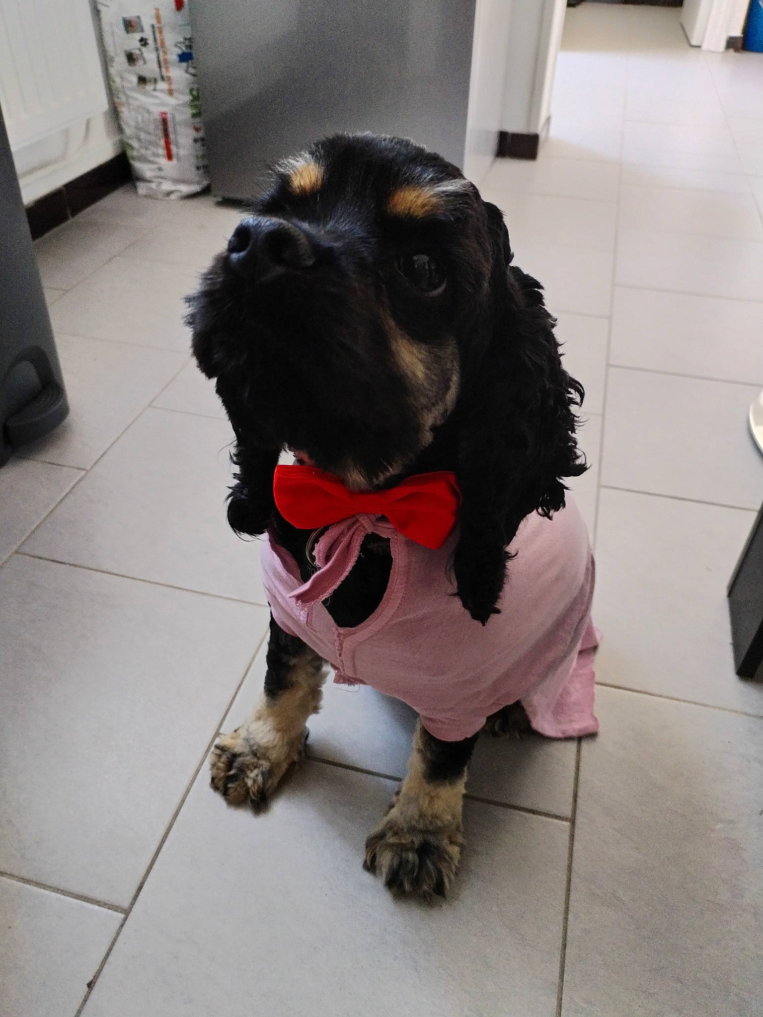 Rocky a rejoint le concours — aidez-le/la à gagner de superbes lots ! canidae, carnivore, cavalier_king_charles_spaniel, cocker_spaniel, collar, companion_dog, dog, dog_breed, dog_supply, floor, flooring, fur, leash, liver, pet_supply, snout, spaniel, sporting_group, whiskers, working_animal