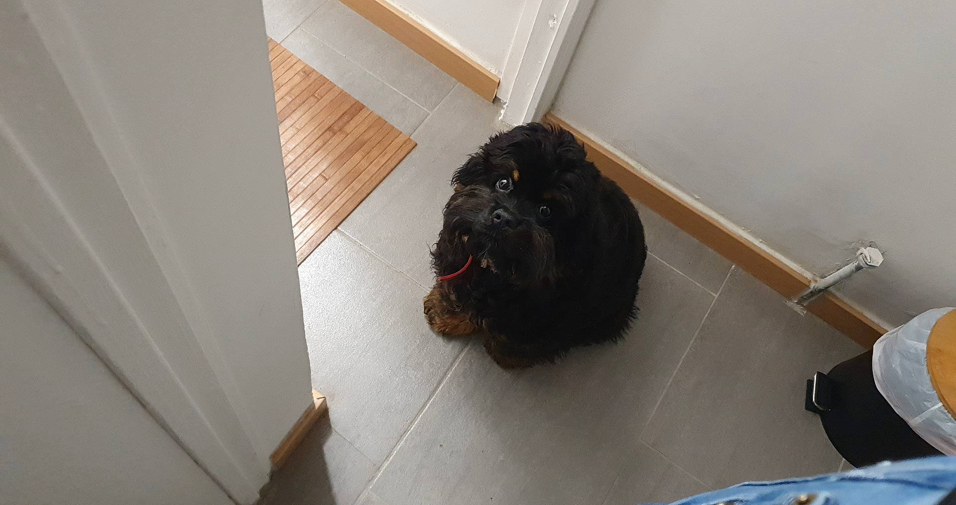 Rocky a rejoint le concours — aidez-le/la à gagner de superbes lots ! bathroom, canidae, carnivore, companion_dog, dog, dog_breed, floor, flooring, fur, hardwood, labradoodle, liver, murray_river_curly_coated_retriever, snout, sporting_group, toy_dog, water_dog, wood, working_animal, working_dog