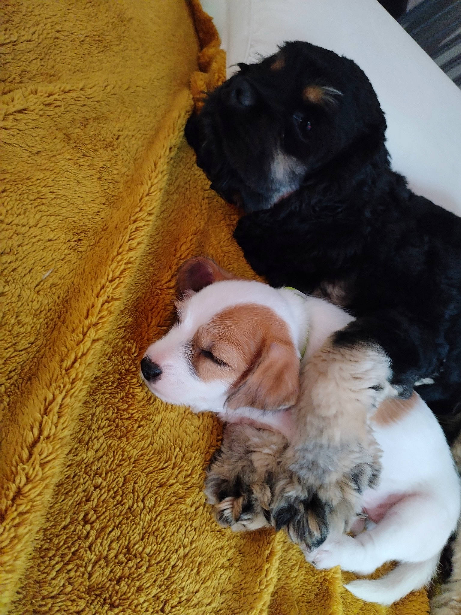 Rocky a rejoint le concours — aidez-le/la à gagner de superbes lots ! canidae, carnivore, comfort, companion_dog, dog, dog_breed, dog_supply, fawn, flooring, fur, gun_dog, linens, liver, paw, snout, spaniel, sporting_group, toy, wood, working_animal