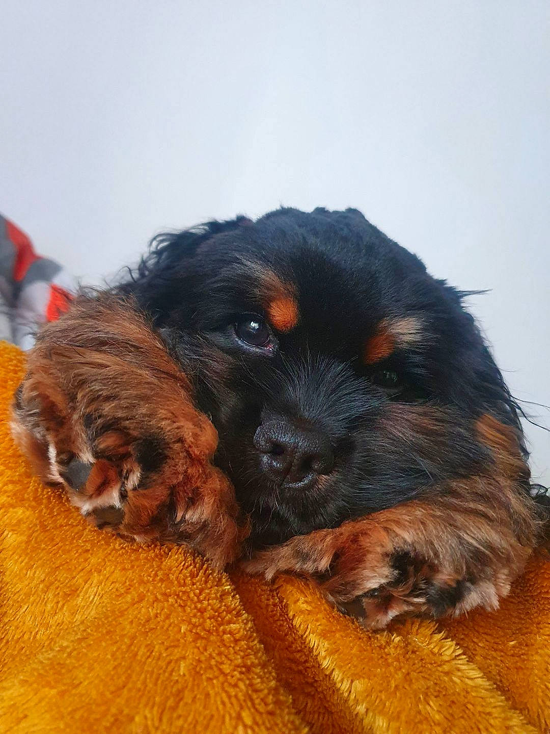 Rocky participe au concours pour gagner de l'argent avec cette photo : canidae, carnivore, companion_dog, dog, dog_breed, fawn, fur, hunting_dog, liver, puppy, snout, spaniel, sporting_group, terrestrial_animal, toy_dog, working_animal, working_dog