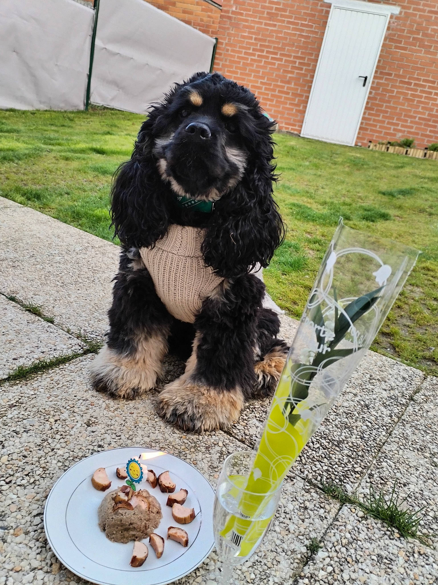 Rocky participe au concours pour gagner de l'argent avec cette photo : carnivore, comfort_food, companion_dog, dish, dog, dog_breed, dog_collar, dog_supply, door, fur, grass, ingredient, liver, recipe, soil, spaniel, sporting_group, toy_dog, water_dog, working_dog