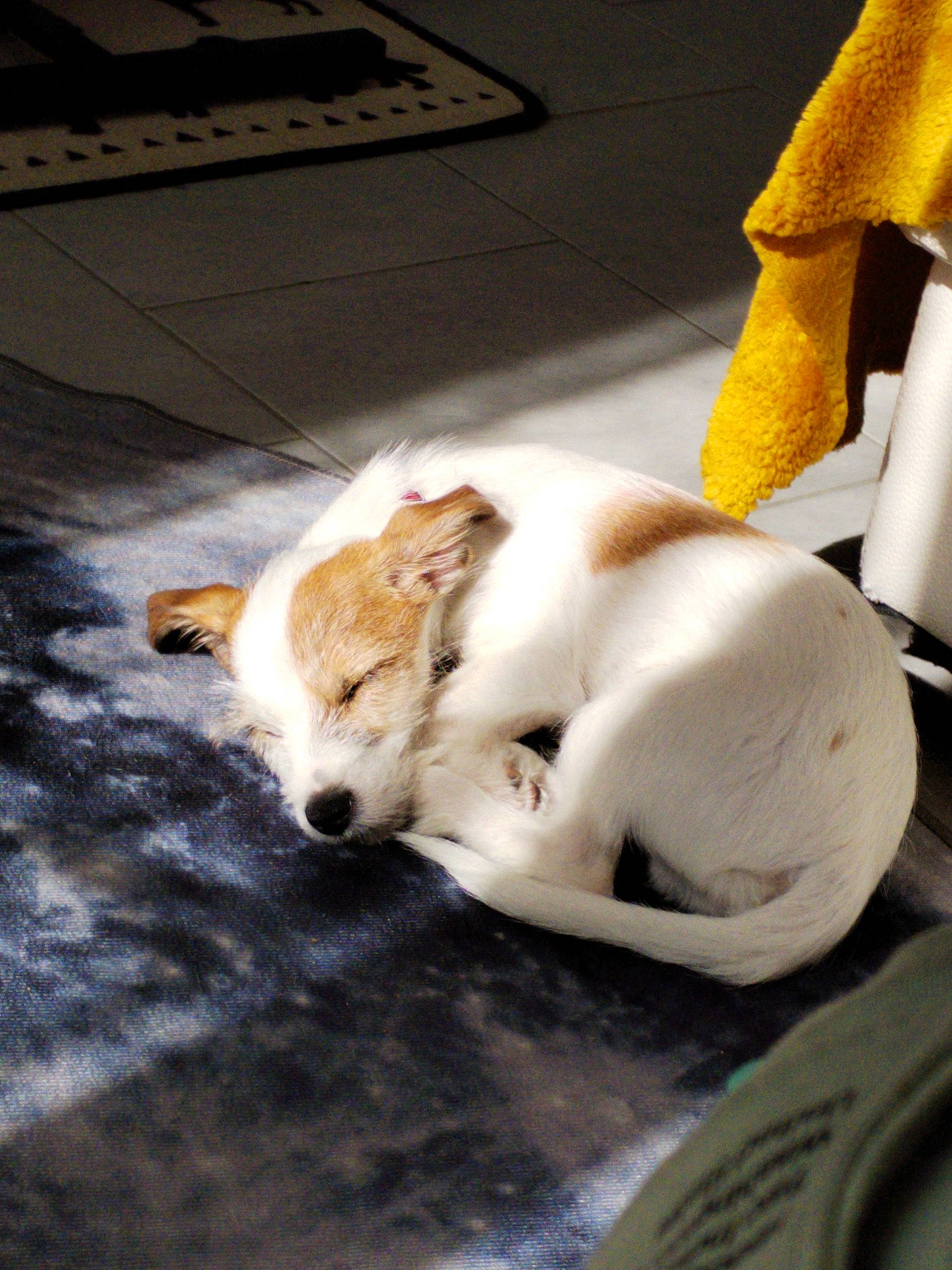 Rex a rejoint le concours — aidez-le/la à gagner de superbes lots ! canidae, carnivore, comfort, companion_dog, dog, dog_breed, fawn, felidae, flooring, fur, hardwood, paw, pomeranian, small_to_medium_sized_cats, spitz, sporting_group, tail, toy_dog, whiskers, wood