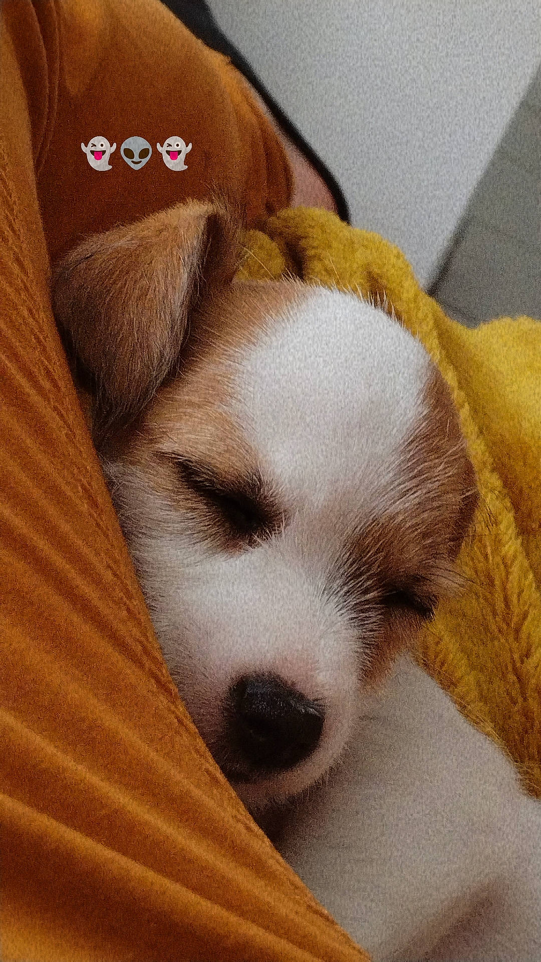 Rex participe au concours pour gagner de l'argent avec cette photo : bedtime, canidae, carnivore, comfort, companion_dog, dog, dog_breed, ear, fawn, fur, hardwood, nap, paw, puppy_love, sleep, sporting_group, terrestrial_animal, whiskers, wood, working_animal