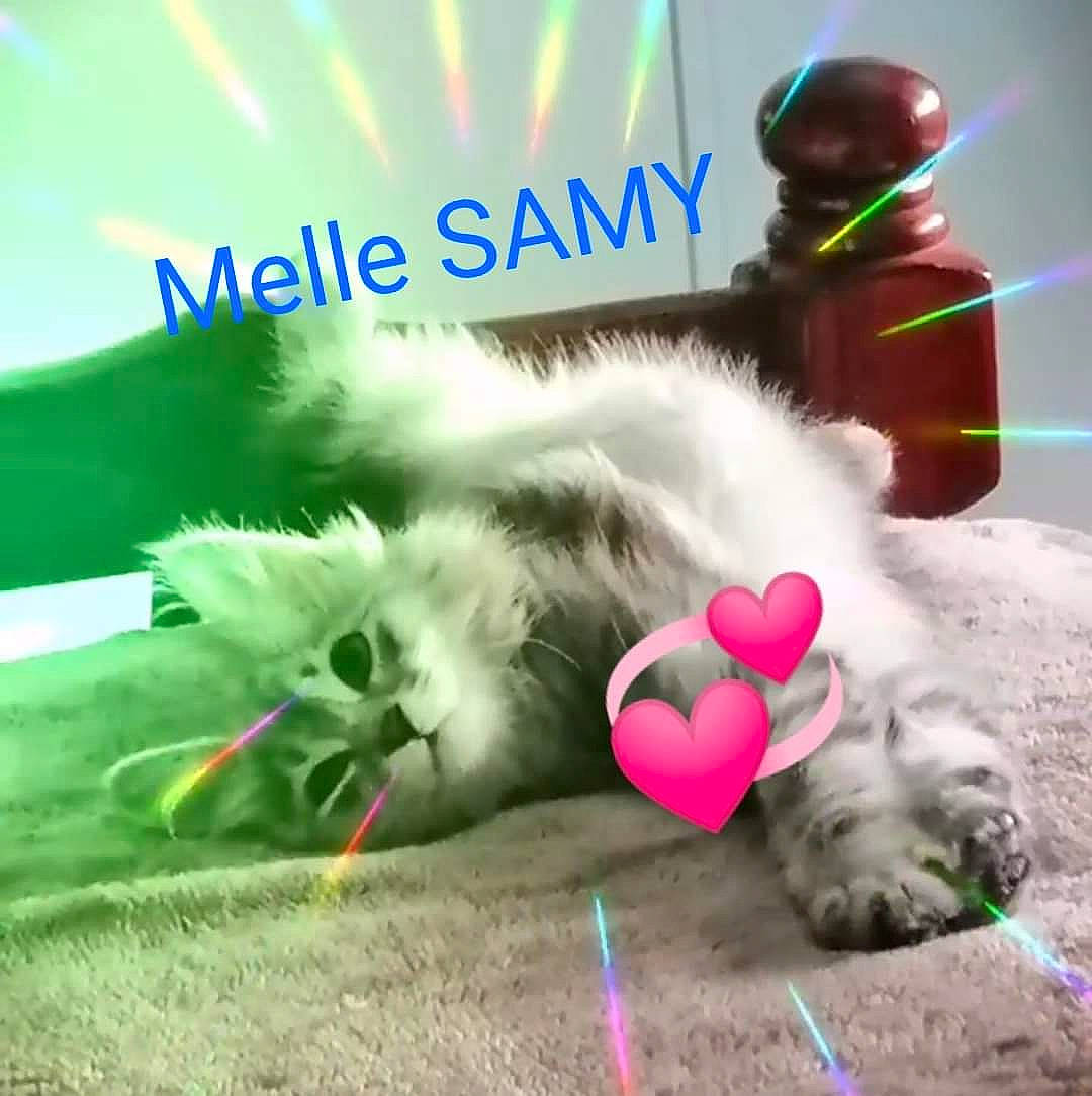 Samy a rejoint le concours — aidez-le/la à gagner de superbes lots ! carnivore, cat, companion_dog, felidae, font, fur, grass, green, happy, mammal, organism, paw, petal, photo_caption, plant, small_to_medium_sized_cats, snout, tail, vertebrate, whiskers