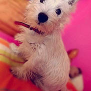 Looney participe au concours pour gagner de l'argent avec cette photo :