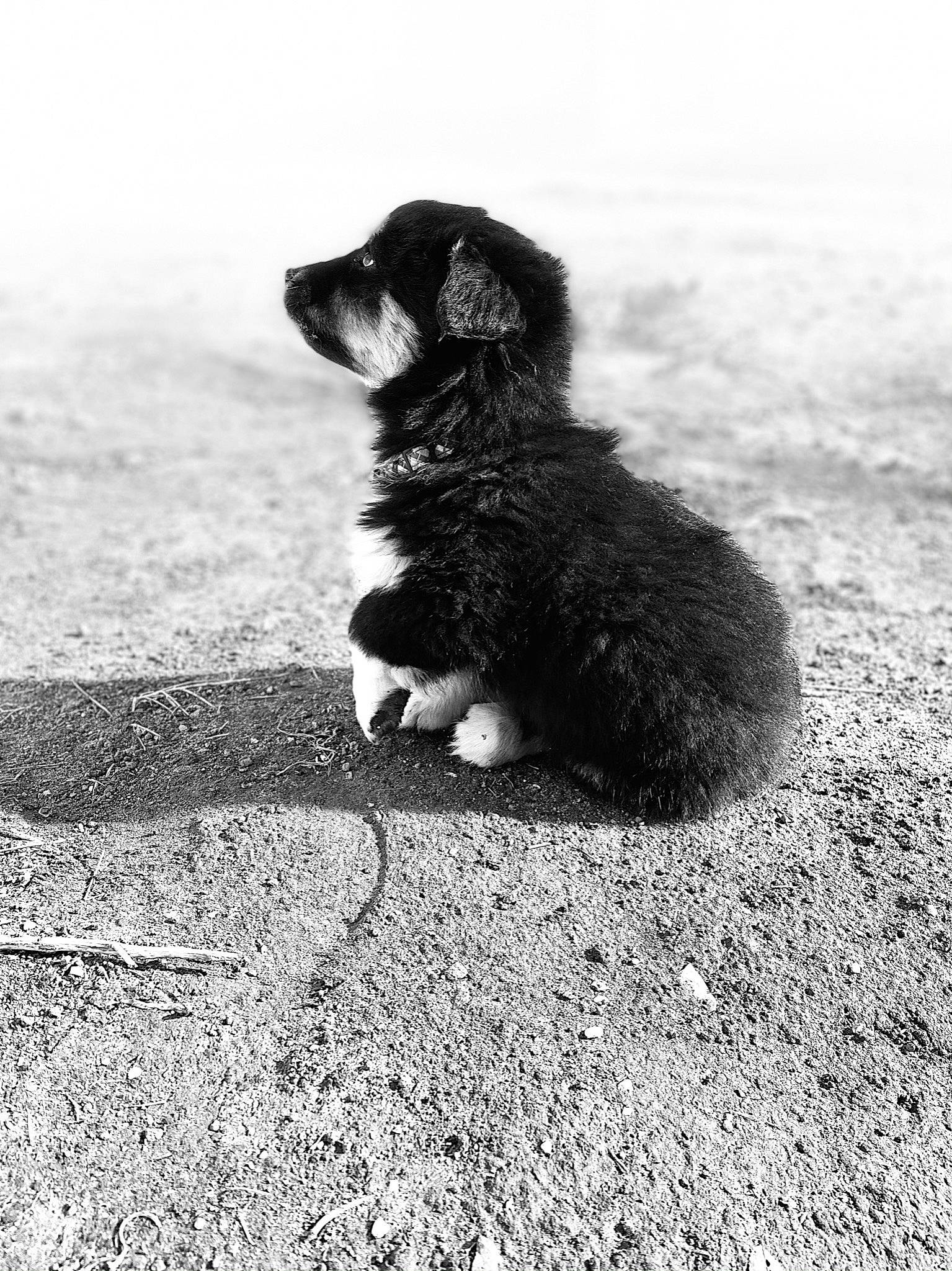 Rowdy joined the competition — help win amazing prizes! asphalt, black_and_white, canidae, carnivore, companion_dog, dog, dog_breed, fur, grass, grey, monochrome, monochrome_photography, paw, road, road_surface, shadow, snout, soil, sporting_group, tail